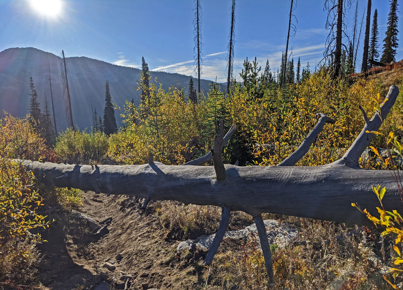 dead tree across trail