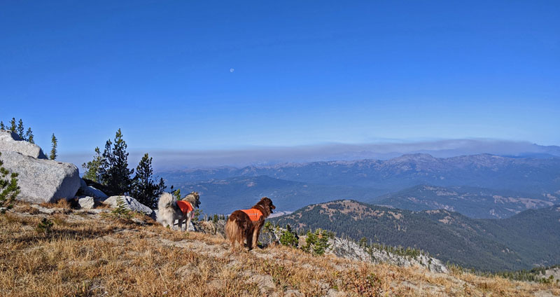 dogs, mountains