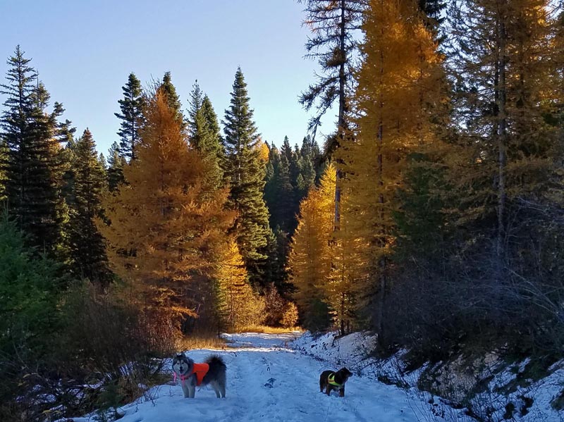 snow, dogs, larch trees