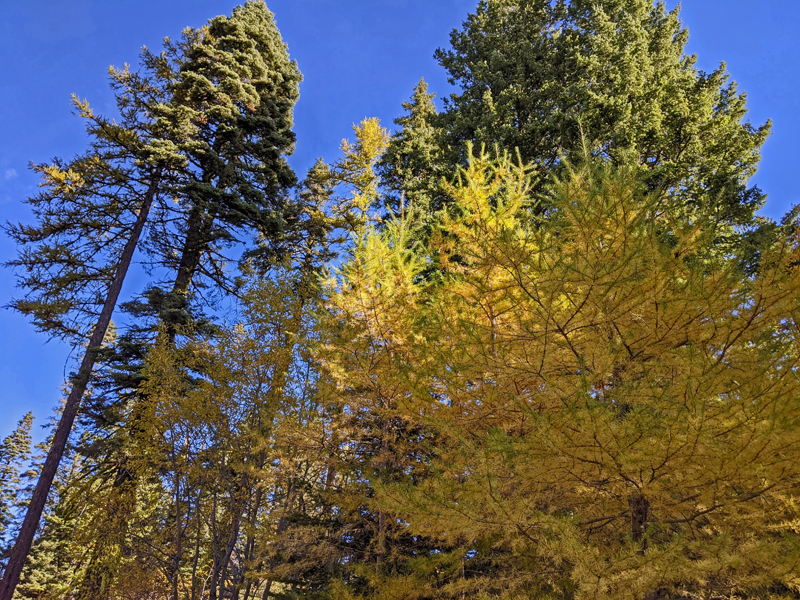 larch trees
