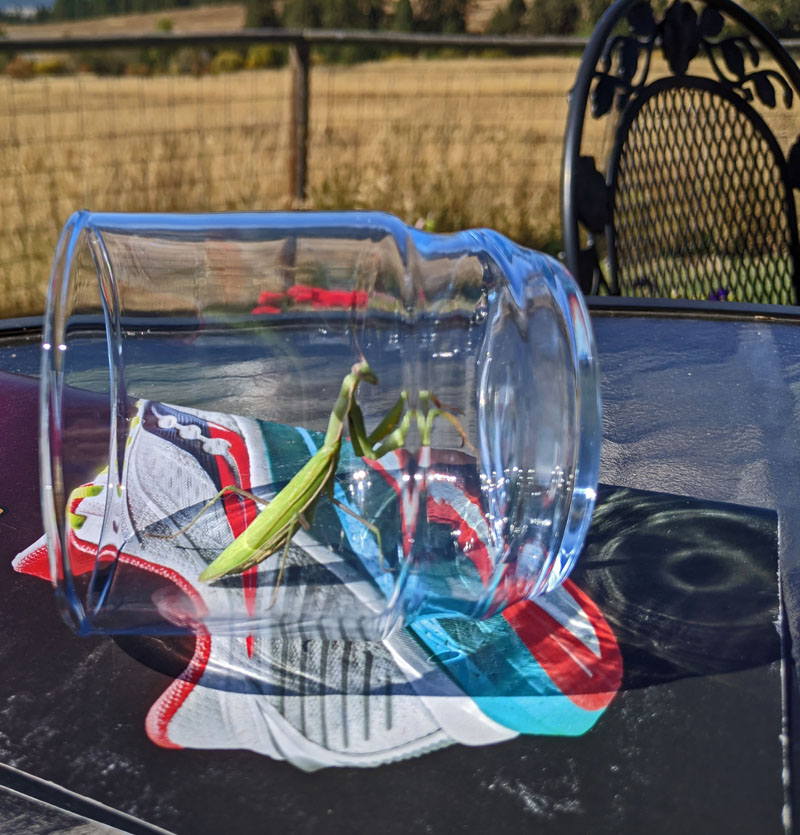 praying mantis in glass
