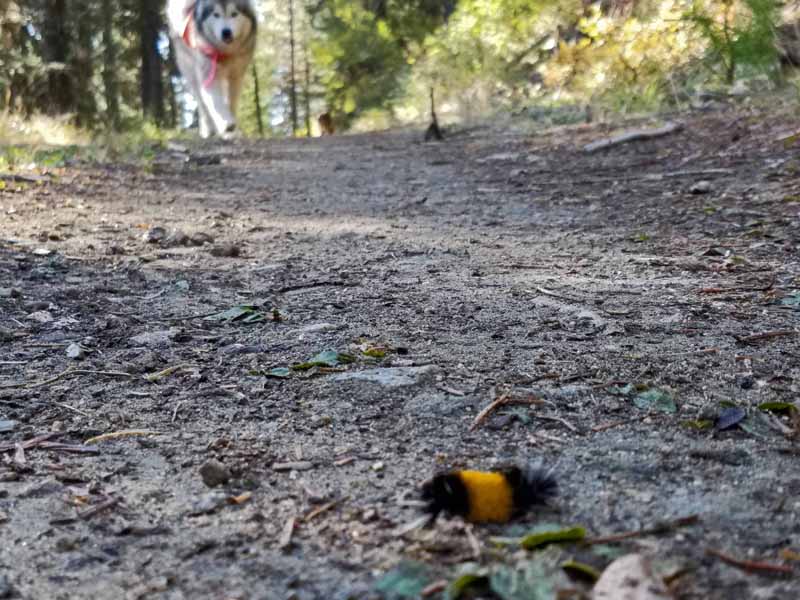 dog, woolly bear caterpillar
