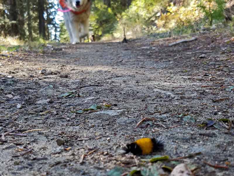 dog, woolly bear caterpillar