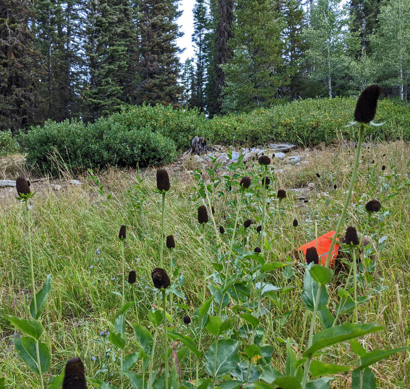 coneflowers, hidden dog