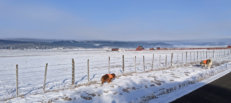 dogs, pasture, snow