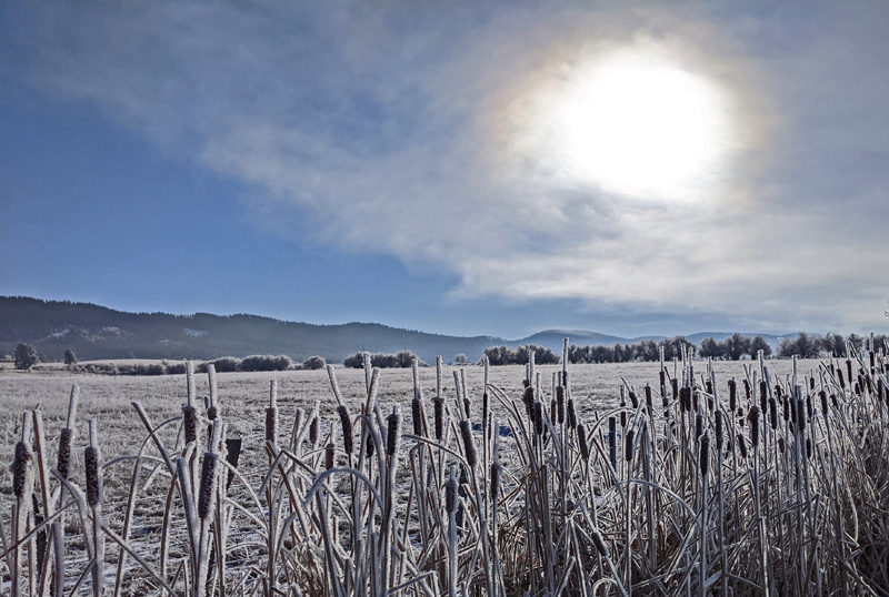 sun through fog, cattails