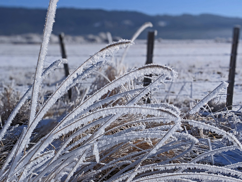 grass fronds with frost