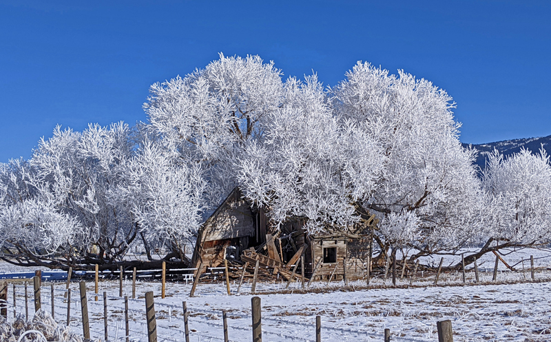 old house, frosty trees