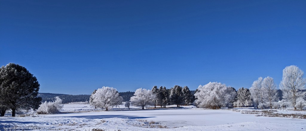 frosted trees, pond