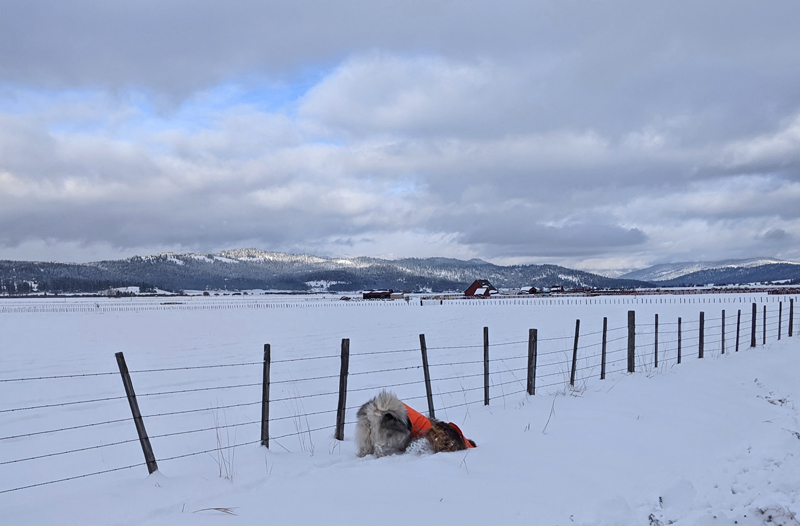 dogs, snow, mountains