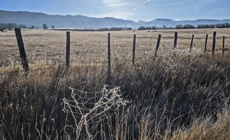 spider webs in grass fronds