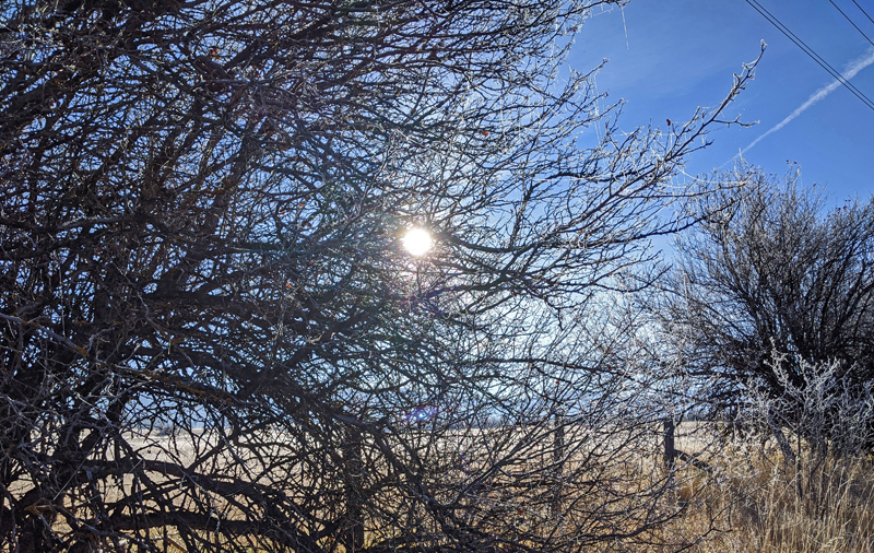 webs in shrub branches