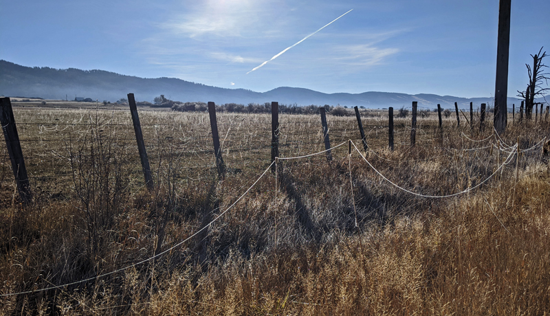 spider webs in grass