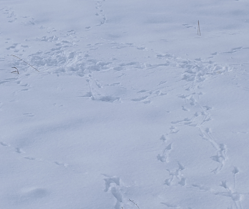 raven tracks in snow
