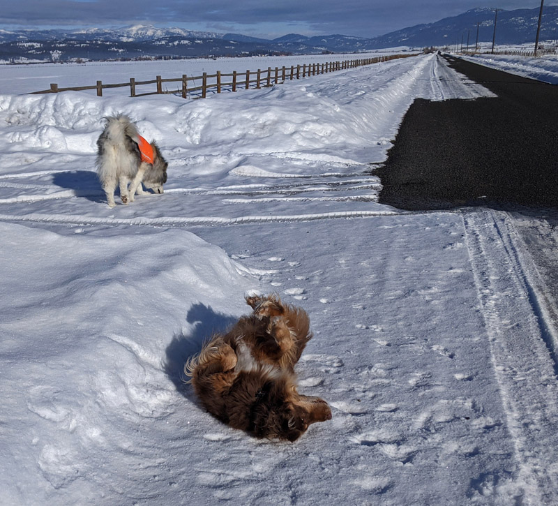 dogs on snowy road