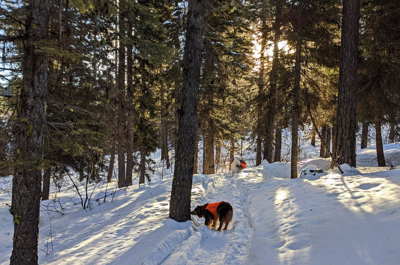 trees, snow, dogs