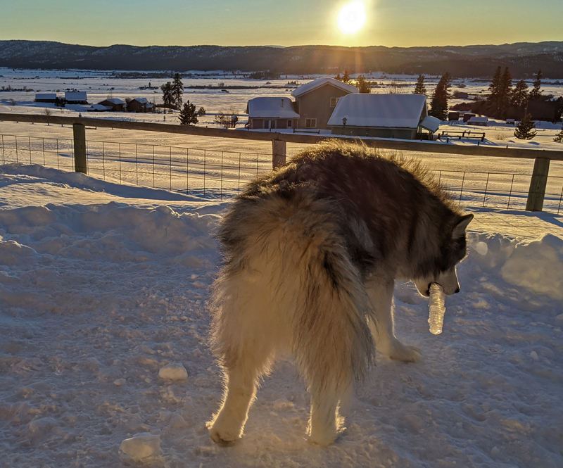 dog with icicle