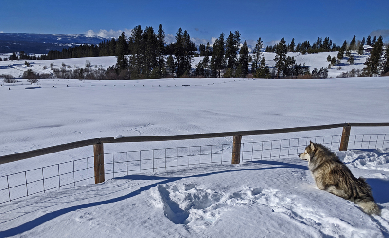 dog, fence, snow