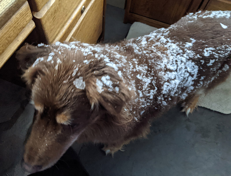 snow-covered dog in office