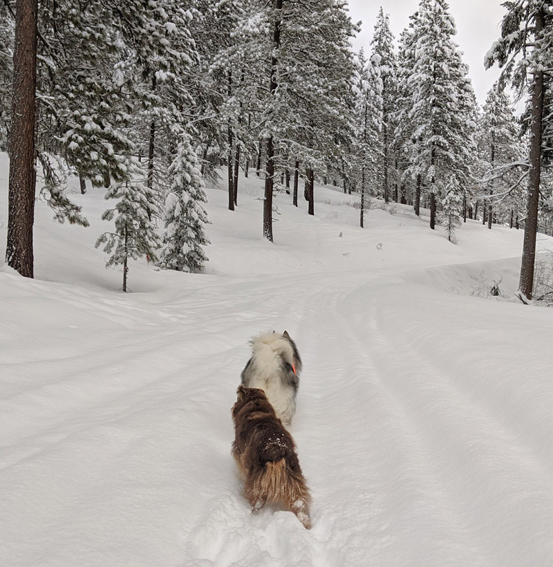 dogs, snow, forest