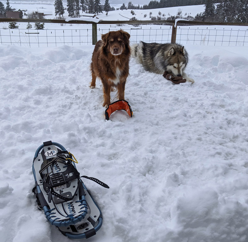 snowshoes, dogs, snow