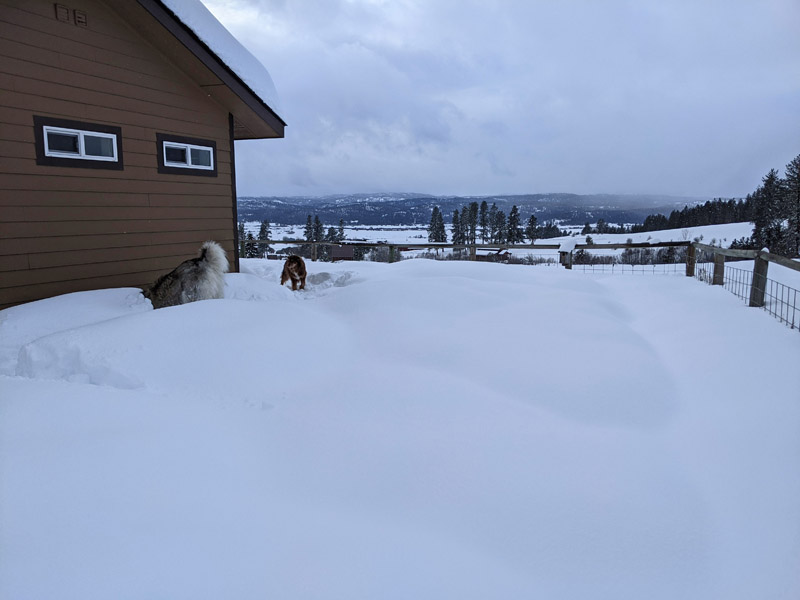 dogs digging in snow