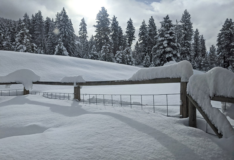 snow on fence and trees