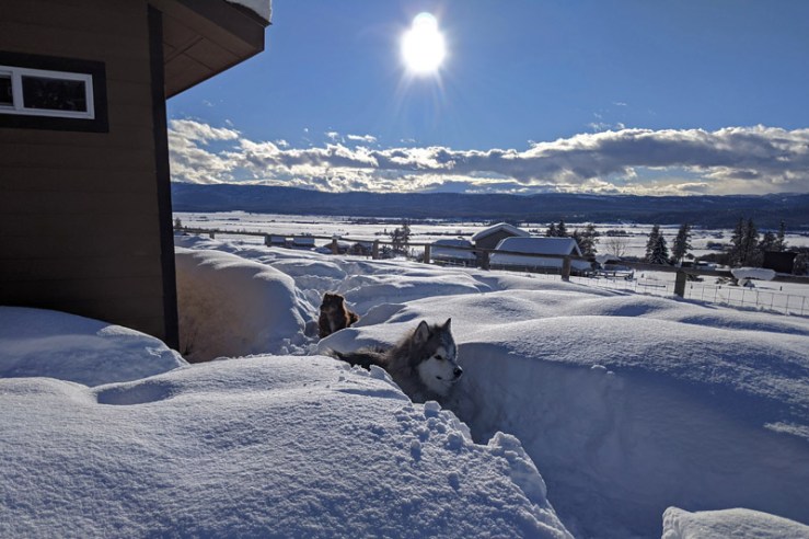dogs in snow paths, sun
