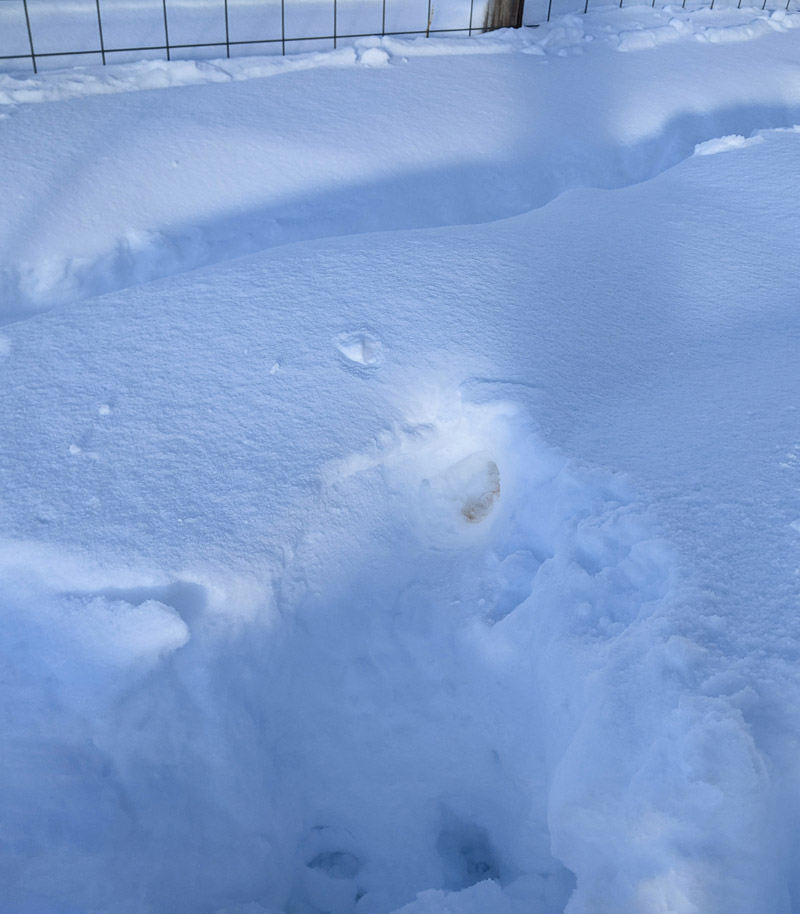 paw prints, divot in snow