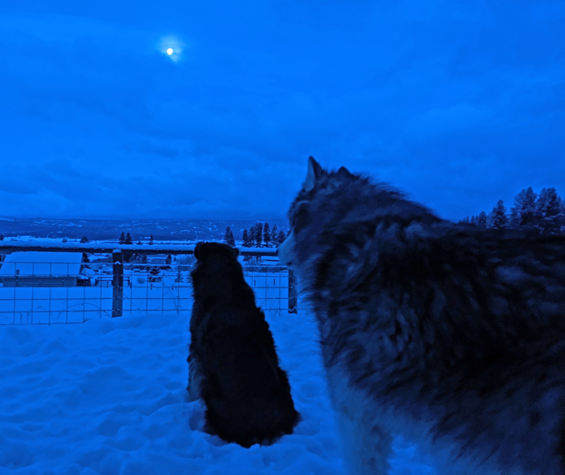 dogs, moon