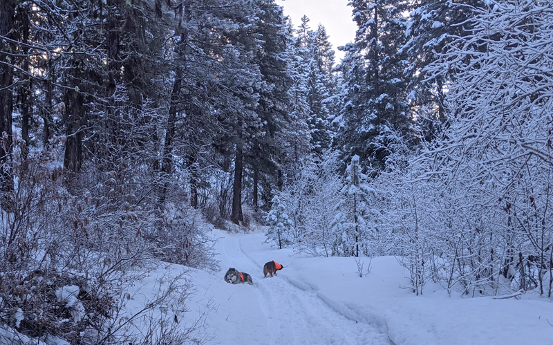 dogs, trees, snow