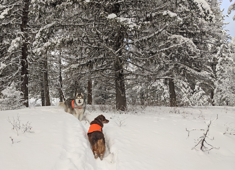 dogs, snow, trees