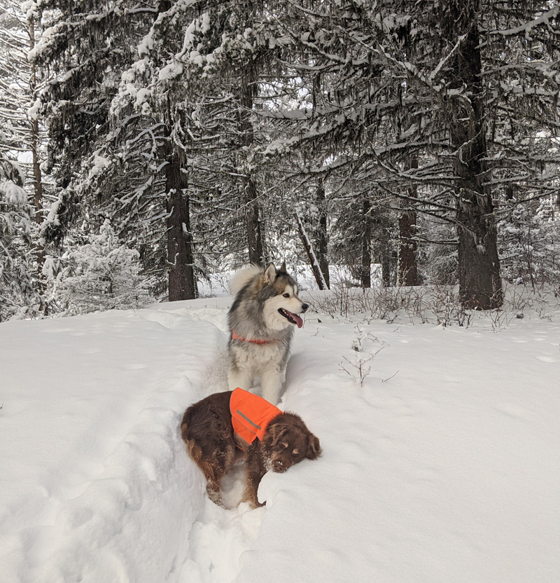dogs, snow