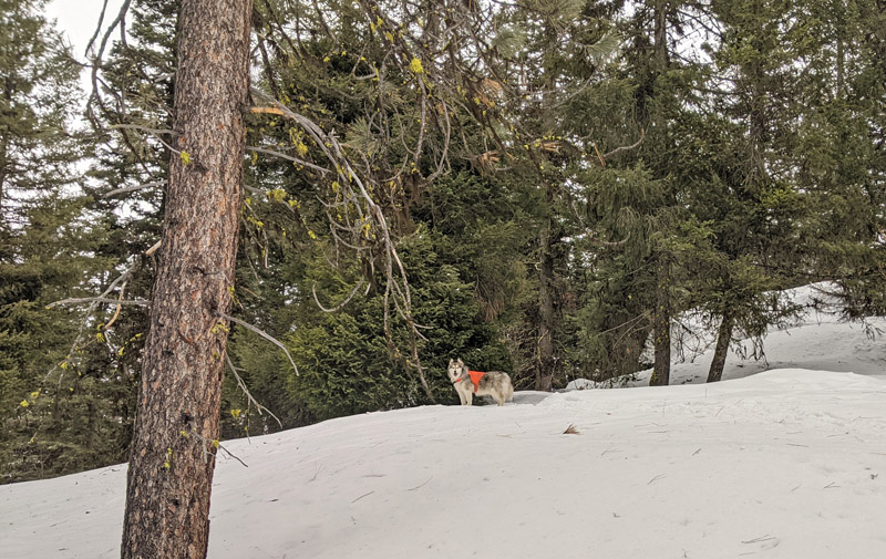 trees, dog on snow