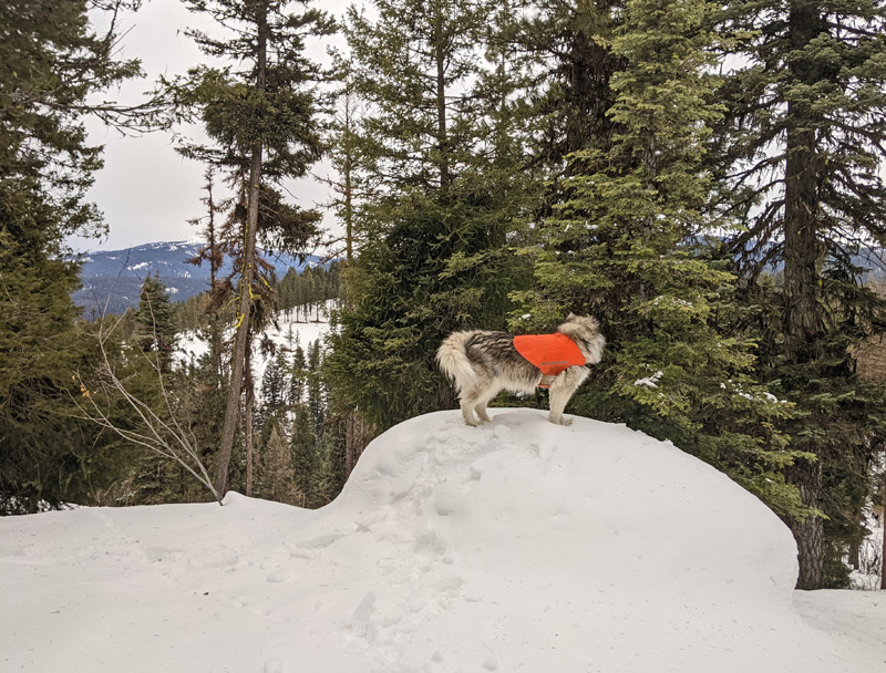 dog on boulder, trees, view
