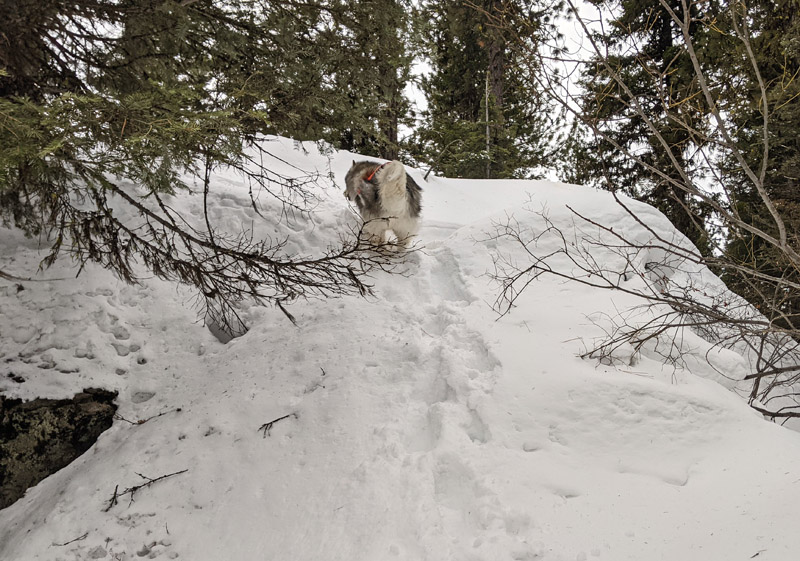 dog running up snow-covered boulder