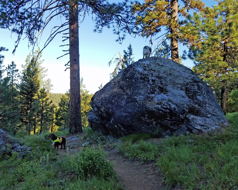 dogs, trees, dog on large boulder
