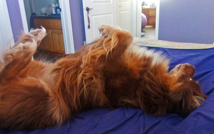 dog rolling on bed