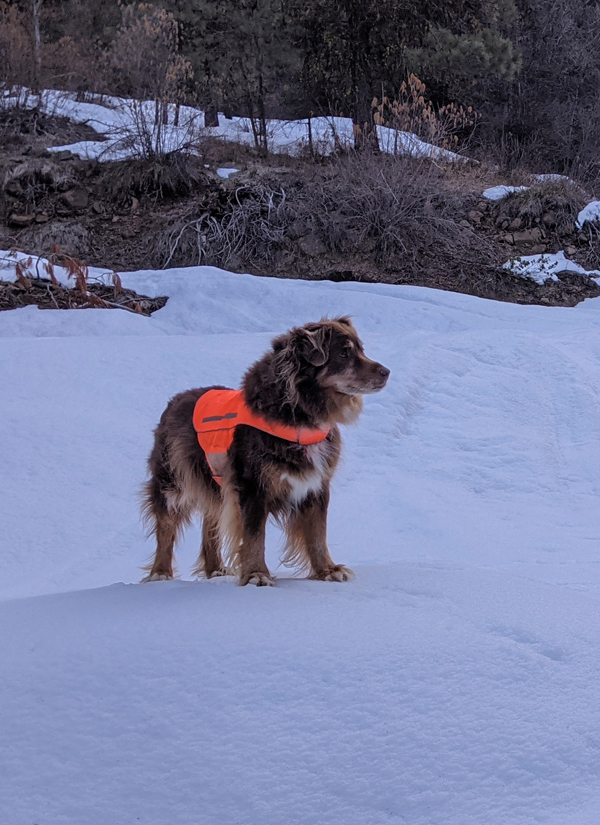 dog standing on snow in forest
