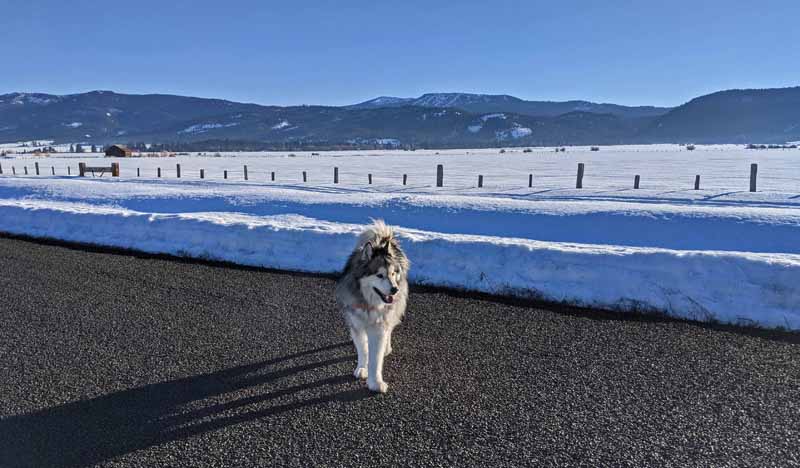 dog on road, snow, mountains