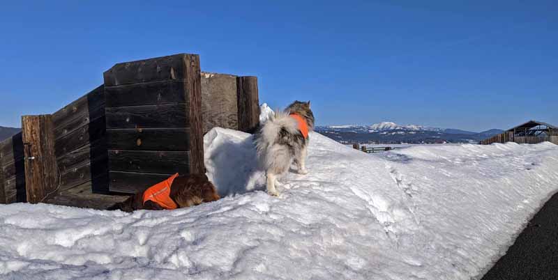 dogs, cattle chute, snow, barn, mountains