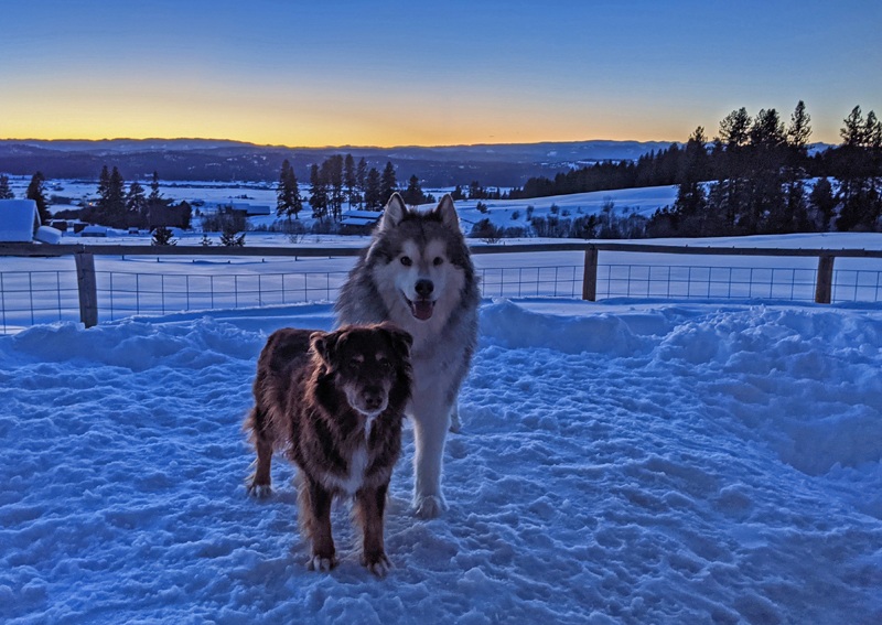dogs at sunset