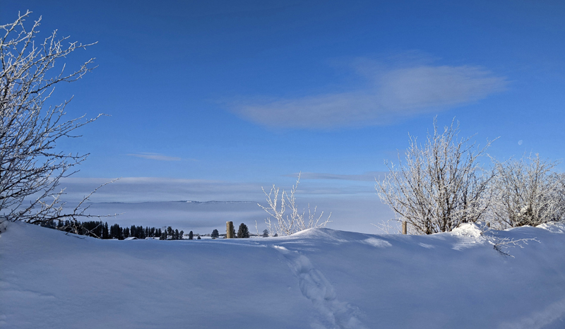 animal tracks on snow berm