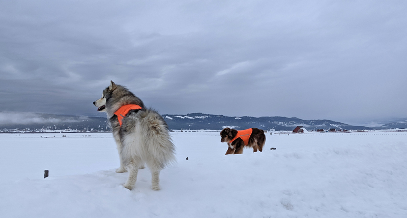 dogs, snow, clouds