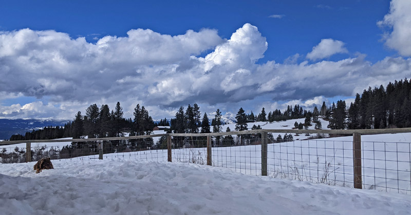 dog in snowy yard, clouds, sky