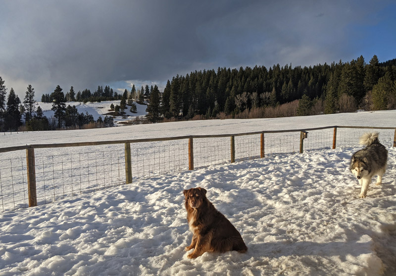 dogs in snow-covered yard, trees