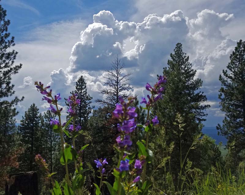 thunderheads, trees, wildflowers