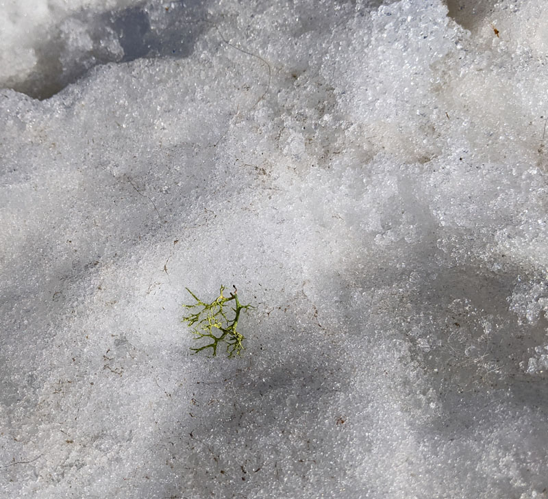 green lichen on snow
