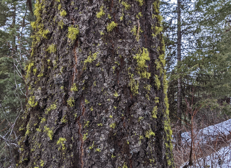 lichen growing on tree bark