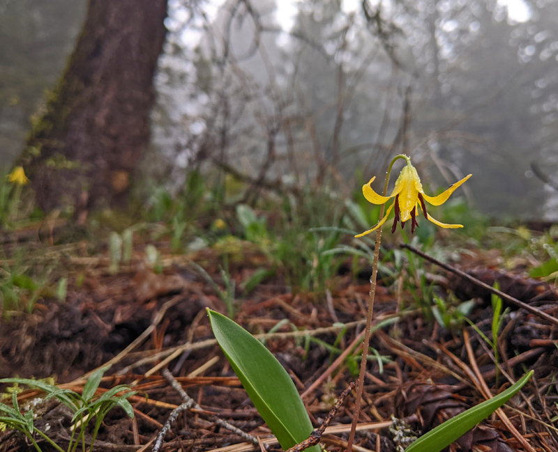 wildflower closeup